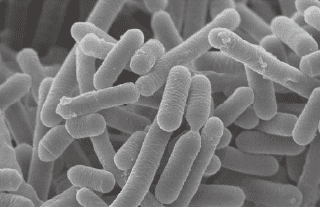 Lactiplantibacillus pentosus ONRICb0240  （乳酸菌ONRICb0240）イメージ